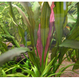 Эхинодорус Красный Бриллиант (Echinodorus 'Red Diamond')