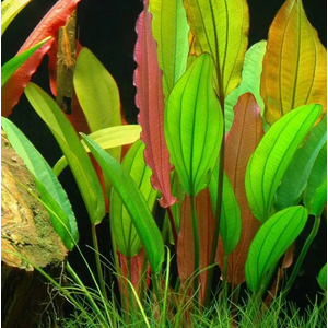 Эхинодорус Красный Бриллиант (Echinodorus 'Red Diamond')