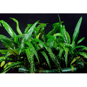 КРИПТОКОРИНА БАЛАНСЕ - Cryptocoryne balansae