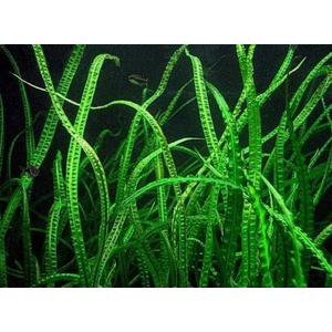 КРИПТОКОРИНА БАЛАНСЕ - Cryptocoryne balansae