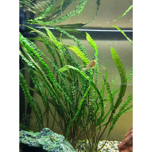 КРИПТОКОРИНА БАЛАНСЕ - Cryptocoryne balansae