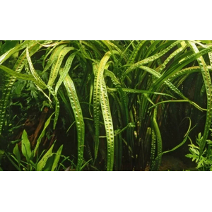 КРИПТОКОРИНА БАЛАНСЕ - Cryptocoryne balansae