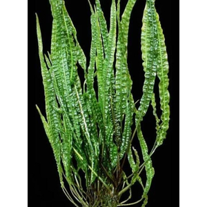 КРИПТОКОРИНА БАЛАНСЕ - Cryptocoryne balansae