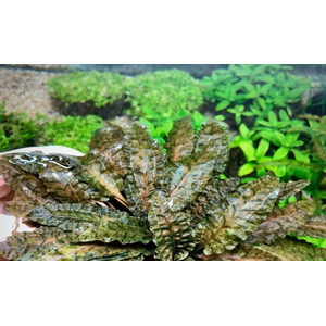 КРИПТОКОРИНА ТРОПИКА - Cryptocoryne Tropica