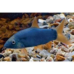 Боция МОДЕСТА