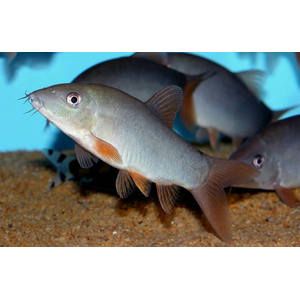 Боция МОДЕСТА