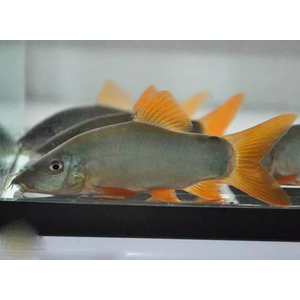 Боция МОДЕСТА