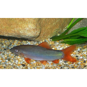 Боция МОДЕСТА