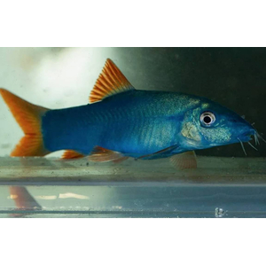 Боция МОДЕСТА