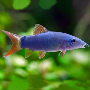 Боция МОДЕСТА