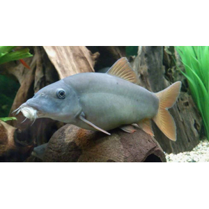 Боция МОДЕСТА