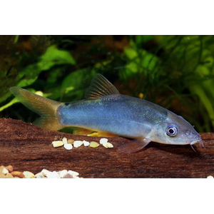 Боция МОДЕСТА