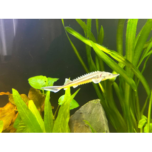 РУКАЛ ГИБРИД ОСЕТР РУССКИЙ НА КАЛУГУ