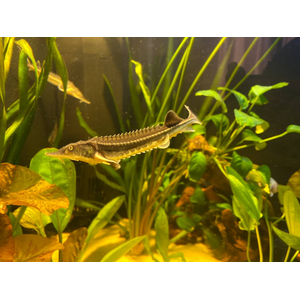 РУКАЛ ГИБРИД ОСЕТР РУССКИЙ НА КАЛУГУ