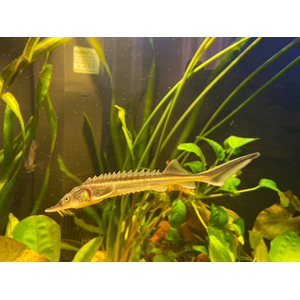 РУКАЛ ГИБРИД ОСЕТР РУССКИЙ НА КАЛУГУ