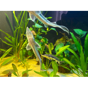 РУКАЛ ГИБРИД ОСЕТР РУССКИЙ НА КАЛУГУ