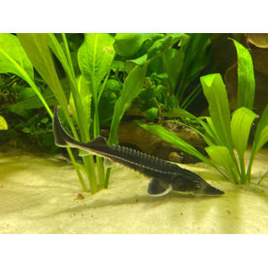 РУКАЛ ГИБРИД ОСЕТР РУССКИЙ НА КАЛУГУ