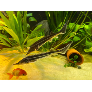 РУКАЛ ГИБРИД ОСЕТР РУССКИЙ НА КАЛУГУ