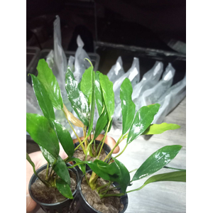 АНУБИАС УЗКОЛИСТНЫЙ (МИНИМА)