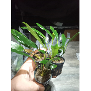 АНУБИАС УЗКОЛИСТНЫЙ (МИНИМА)