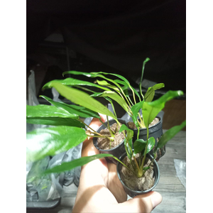 АНУБИАС УЗКОЛИСТНЫЙ (МИНИМА)