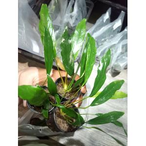 АНУБИАС УЗКОЛИСТНЫЙ (МИНИМА)АНУБИАС УЗКОЛИСТНЫЙ (МИНИМА)