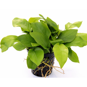 АНУБИАС НАНА ЗОЛОТОЙ - Anubias sp. golden