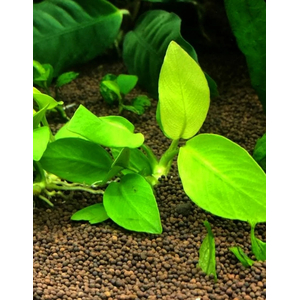 АНУБИАС НАНА ЗОЛОТОЙ - Anubias sp. golden