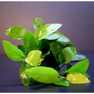 АНУБИАС НАНА ЗОЛОТОЙ - Anubias sp. golden