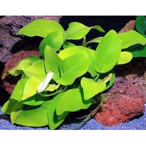 АНУБИАС НАНА ЗОЛОТОЙ - Anubias sp. golden