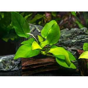 АНУБИАС НАНА ЗОЛОТОЙ - Anubias sp. golden