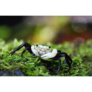 Lepidothelphusa padawan Borneo Panda Crab — редкий вид карликовых крабов, происходящий с острова Борнео.