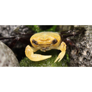 Lepidothelphusa padawan Borneo Panda Crab — редкий вид карликовых крабов, происходящий с острова Борнео.