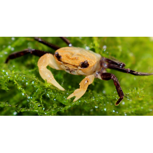 Lepidothelphusa padawan Borneo Panda Crab — редкий вид карликовых крабов, происходящий с острова Борнео.