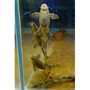 ЛОРИКАРИЯ 8-10см - Rhineloricaria sp. ПРОИЗВОДИТЕЛИ