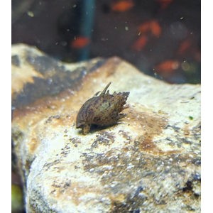 УЛИТКА ПАГОДА НЕРЕТИНА - Neretina pagodula