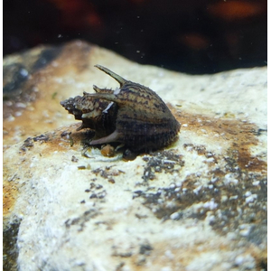 УЛИТКА ПАГОДА НЕРЕТИНА - Neretina pagodula