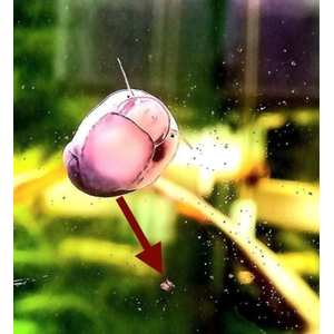 ТЕОДОКСУС УЛИТКА ЧЕРНАЯ - Theodoxus wesselinghi Sаnds (водорослеед, размножается мало)