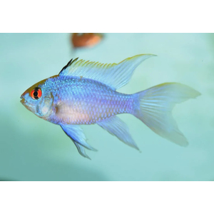 РАМИРЕЗИ ГОЛУБАЯ ВУАЛЕВАЯ, Mikrogeophagus ramirezi