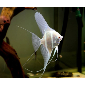 СКАЛЯРИЯ ДАНТУМ АЛЬБИНО - Pterophyllum sp. Dantum Albino