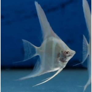 СКАЛЯРИЯ ДАНТУМ АЛЬБИНО - Pterophyllum sp. Dantum Albino