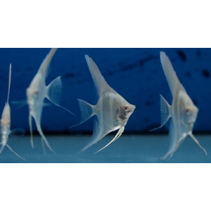 СКАЛЯРИЯ ДАНТУМ АЛЬБИНО - Pterophyllum sp. Dantum Albino