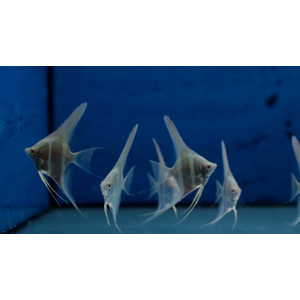 СКАЛЯРИЯ ДАНТУМ АЛЬБИНО - Pterophyllum sp. Dantum Albino