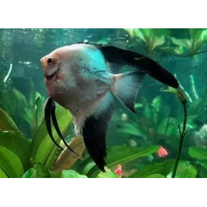 СКАЛЯРИЯ ПАРАИБА БОЛГАРСКАЯ ЖЕМЧУЖИНА - Pterophyllum Bulgarian Seal Point