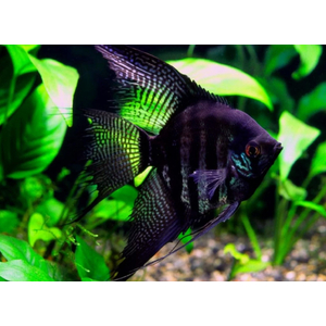 СКАЛЯРИЯ ЧЕРНЫЙ ПИНОЙ СМОКИ - Pterophyllum scalare black pinoy smoke