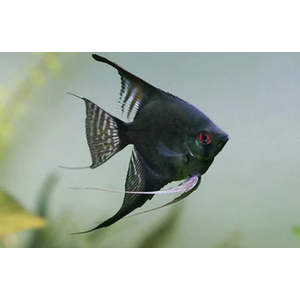 СКАЛЯРИЯ ЧЕРНЫЙ ПИНОЙ СМОКИ - Pterophyllum scalare black pinoy smoke