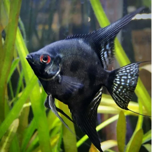 СКАЛЯРИЯ ЧЕРНЫЙ ПИНОЙ СМОКИ - Pterophyllum scalare black pinoy smoke
