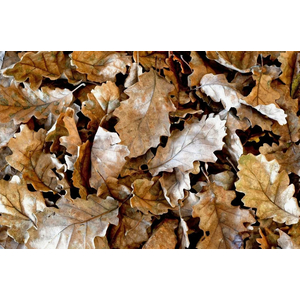 ​Дубовые листья для креветок крабов и раков