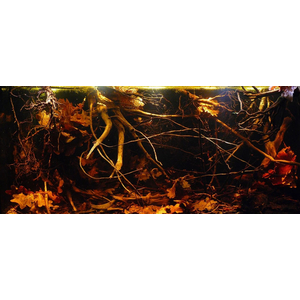 ​Дубовые листья для креветок крабов и раков