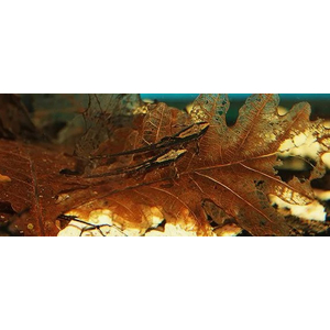 ​Дубовые листья для креветок крабов и раков